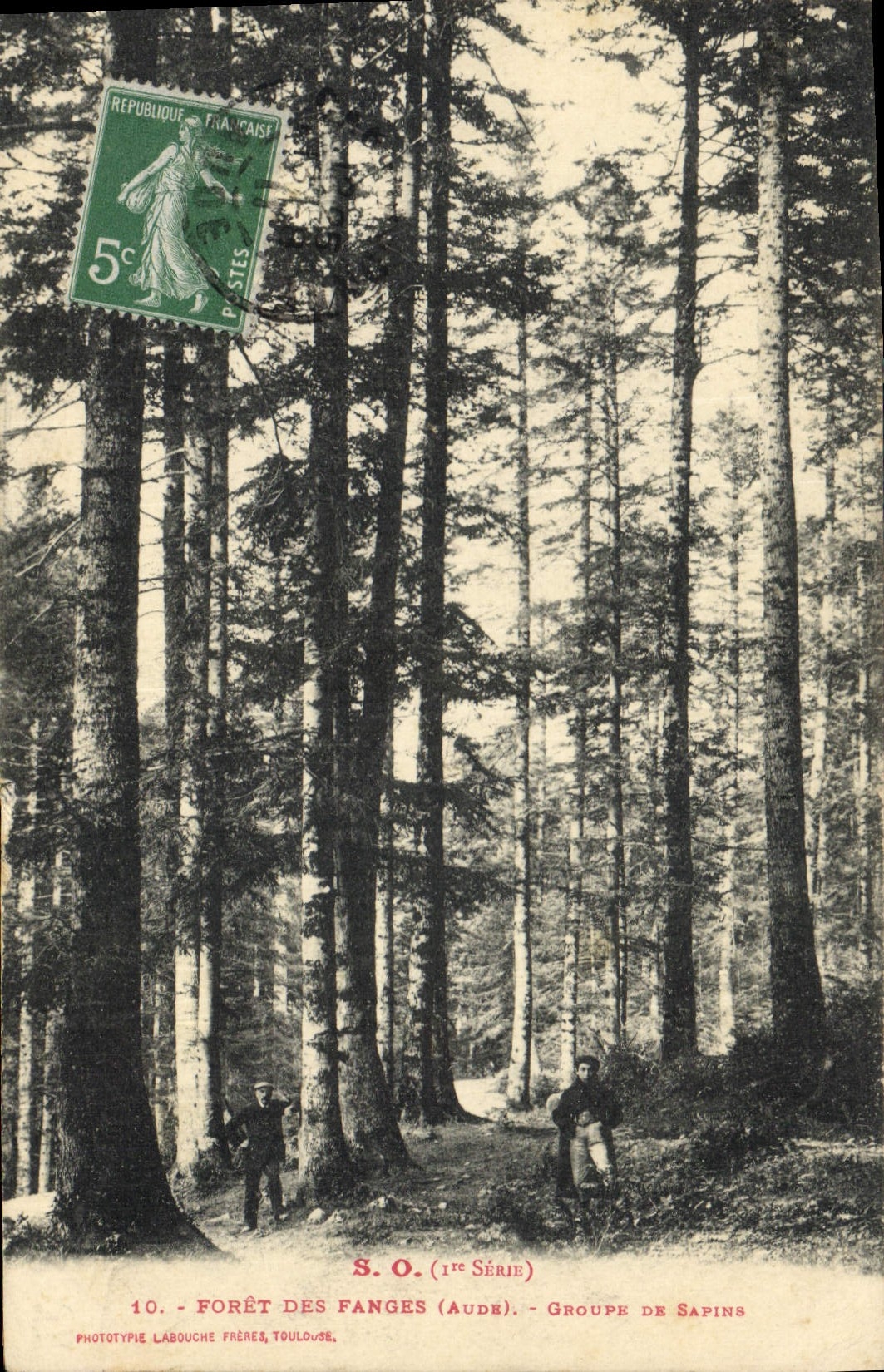 Postal Árbol Taladro de los Barros Grupo de abetos