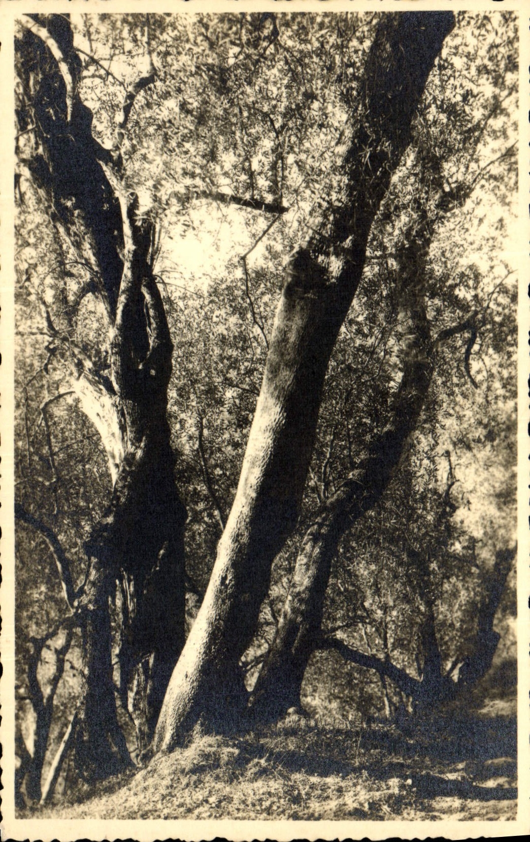 Postal Árbol Costa Azul Estudio de olivares