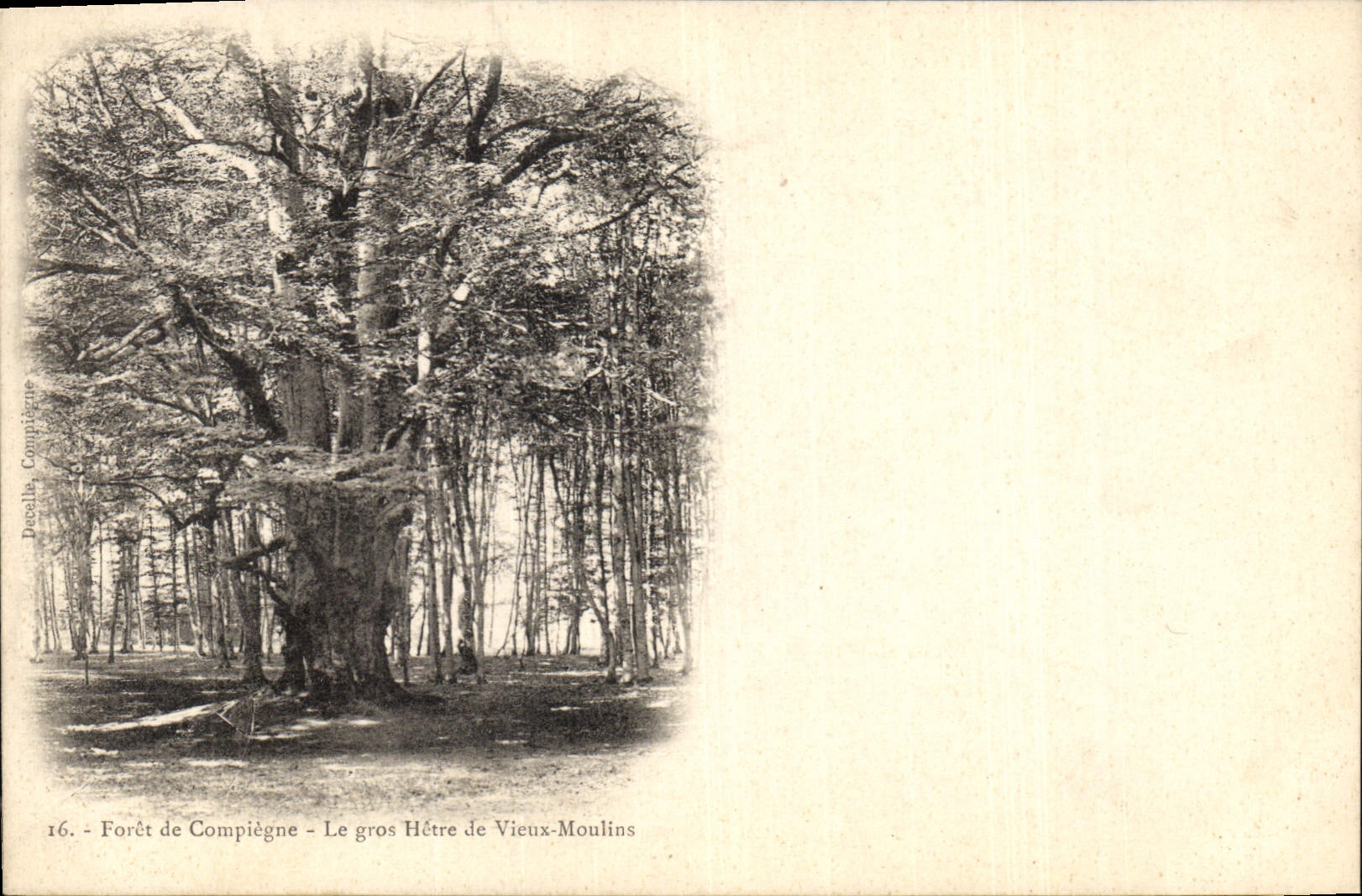 Postal Árbol Taladro de Compiègne la grande haya de Viejos Molinos