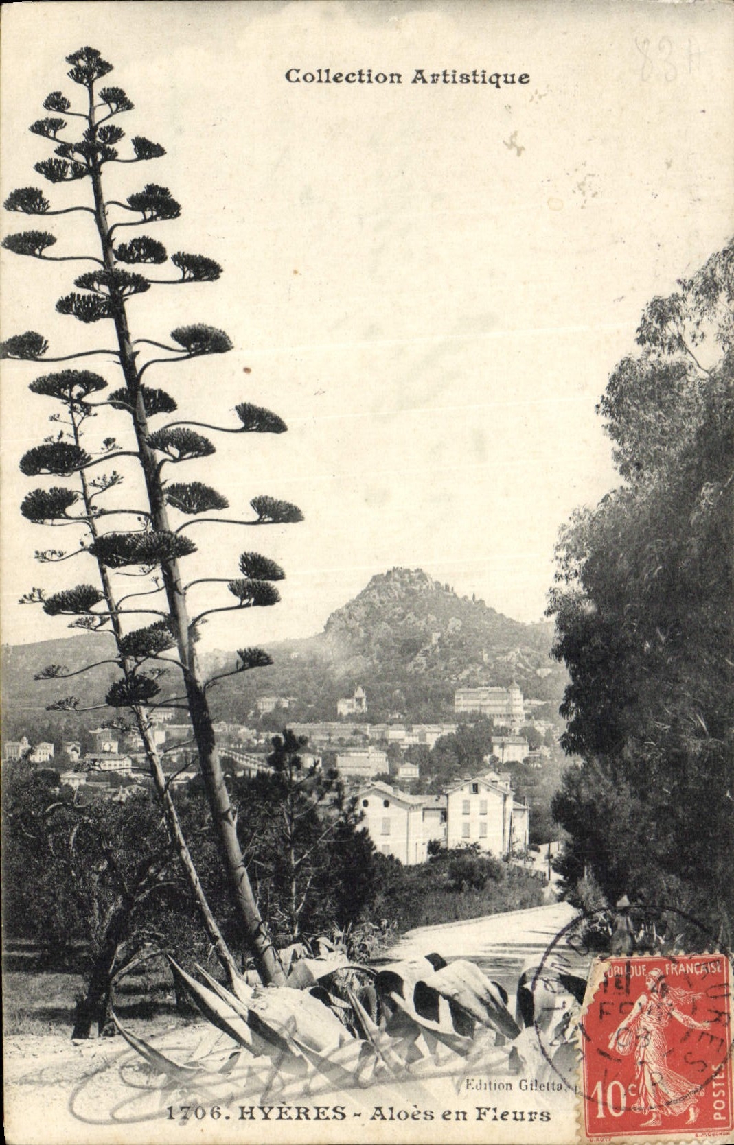 Postal Árbol Hyeres Áloe en flores