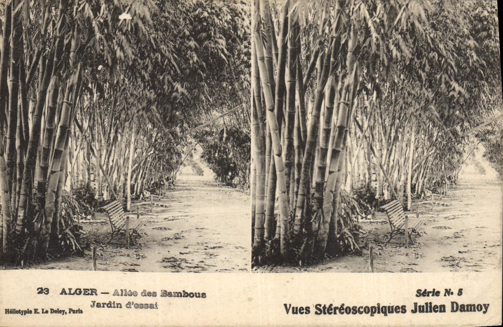 Postal Árbol Argel Ida de los bambúes Jardín de prueba