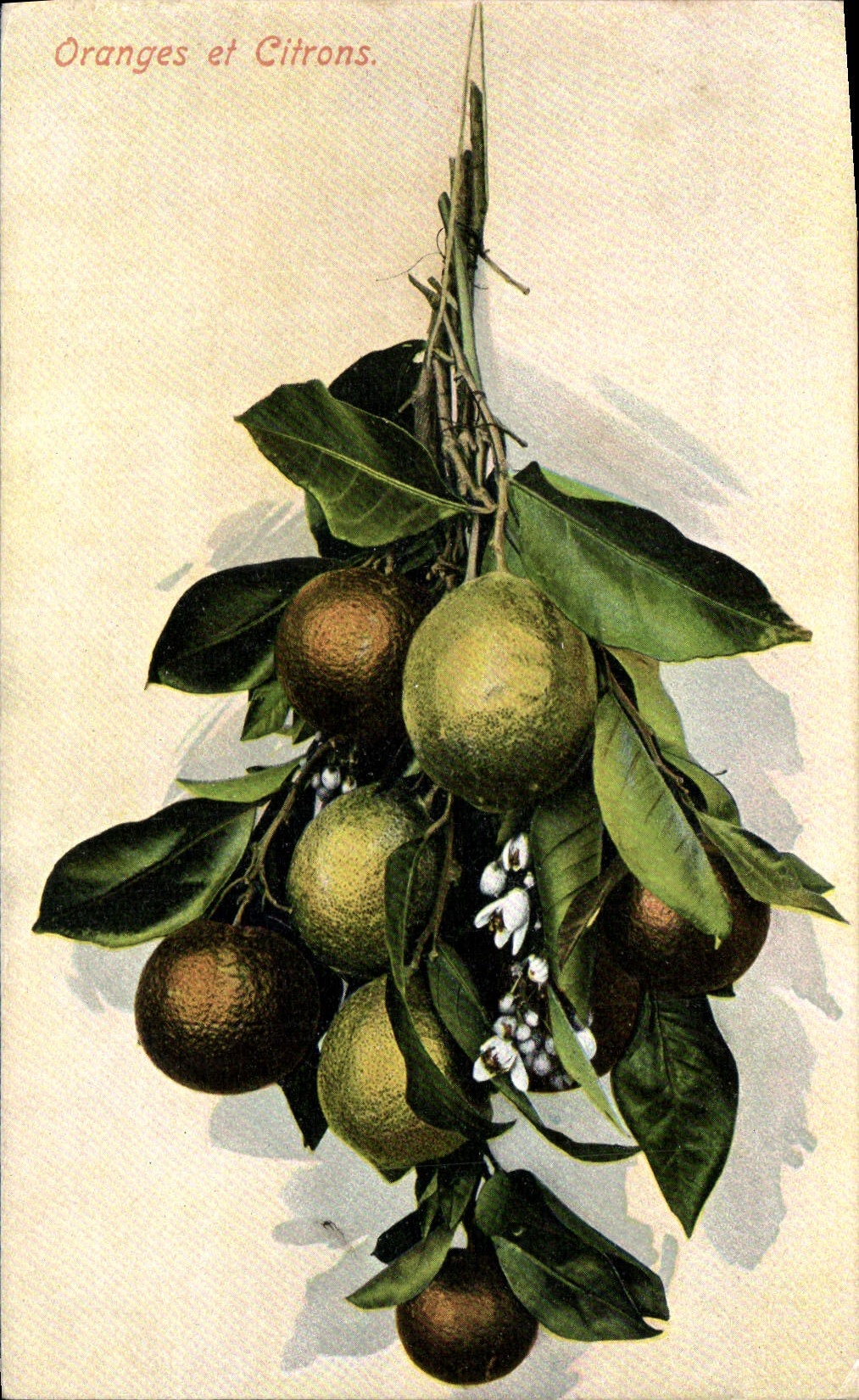 Postal Fantasia Natural muerto Anaranjados y limones