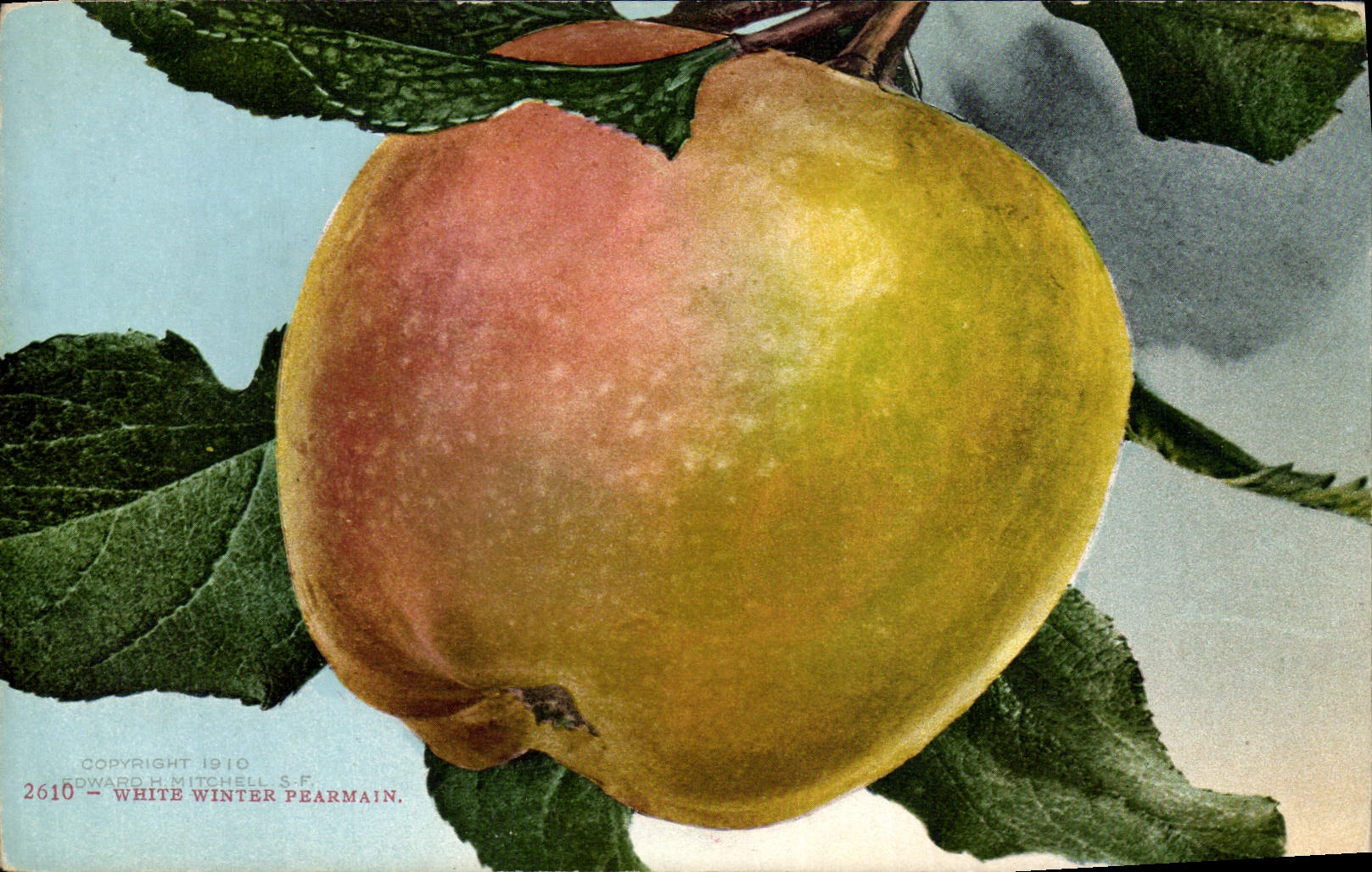 Postal Fantasia Natural muerto White winter permain