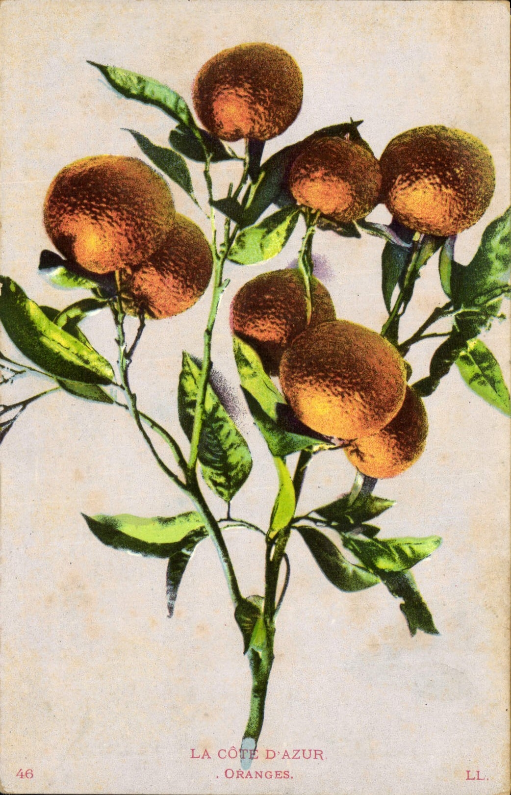 Postal Fantasia Natural muerto Naranjas Costa Azul