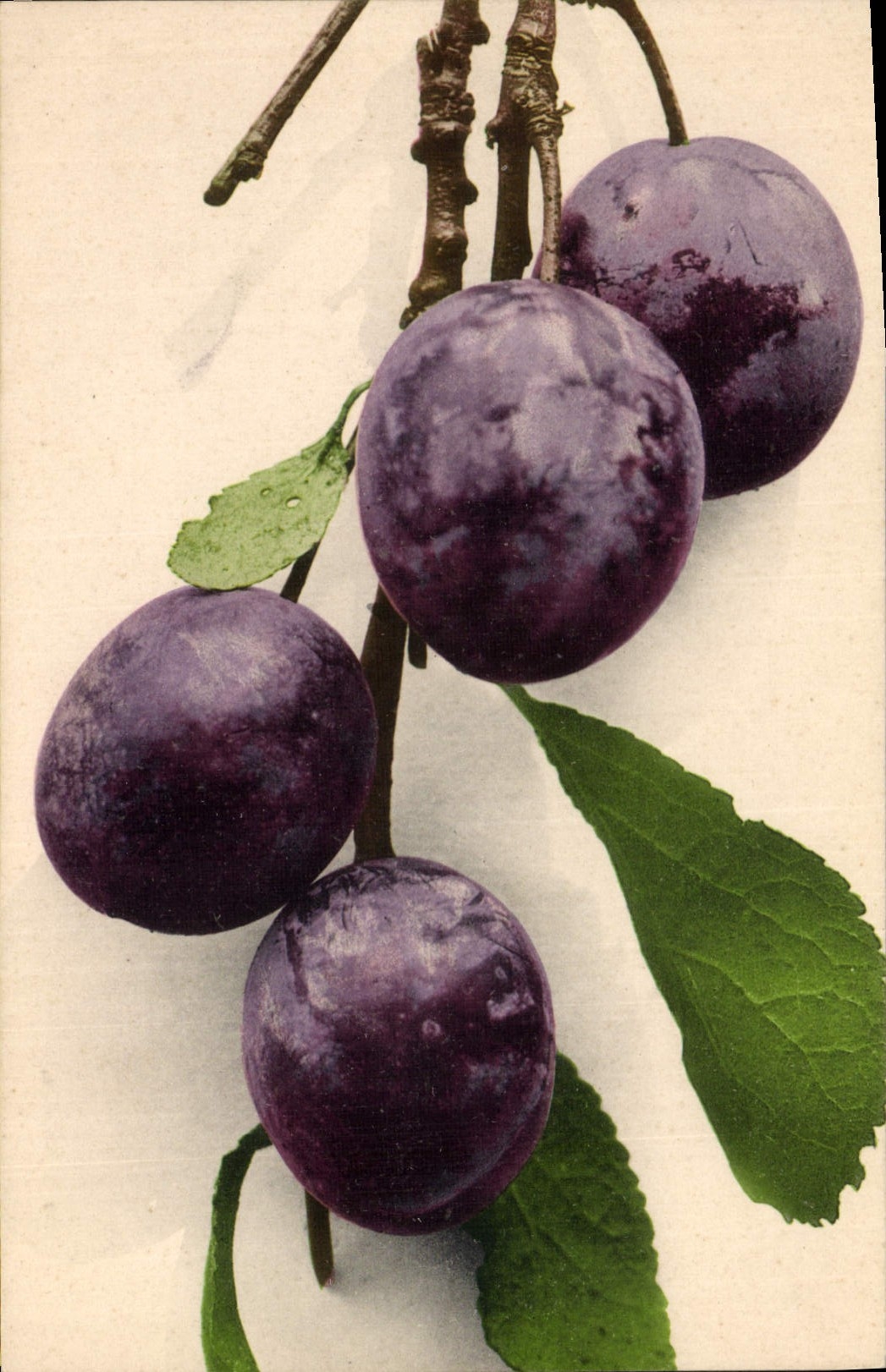 Postal Fantasia Natural muerto Ciruelas