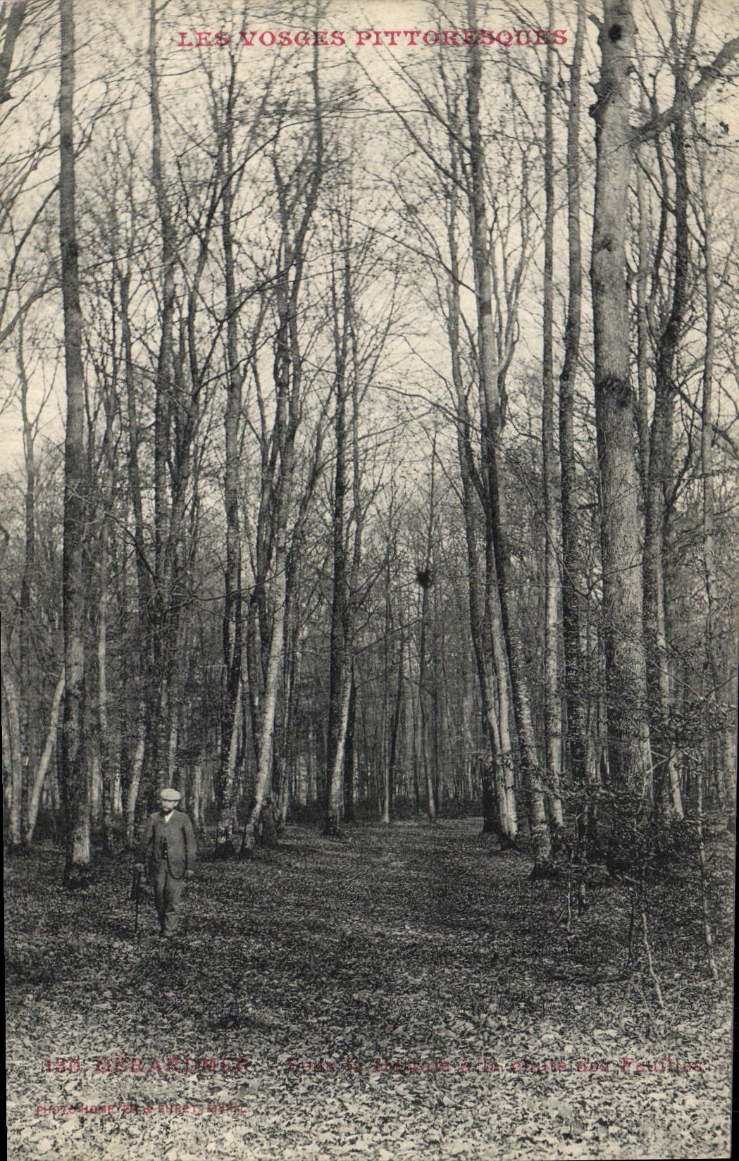 CPA Arbre Vosges Gerardmer