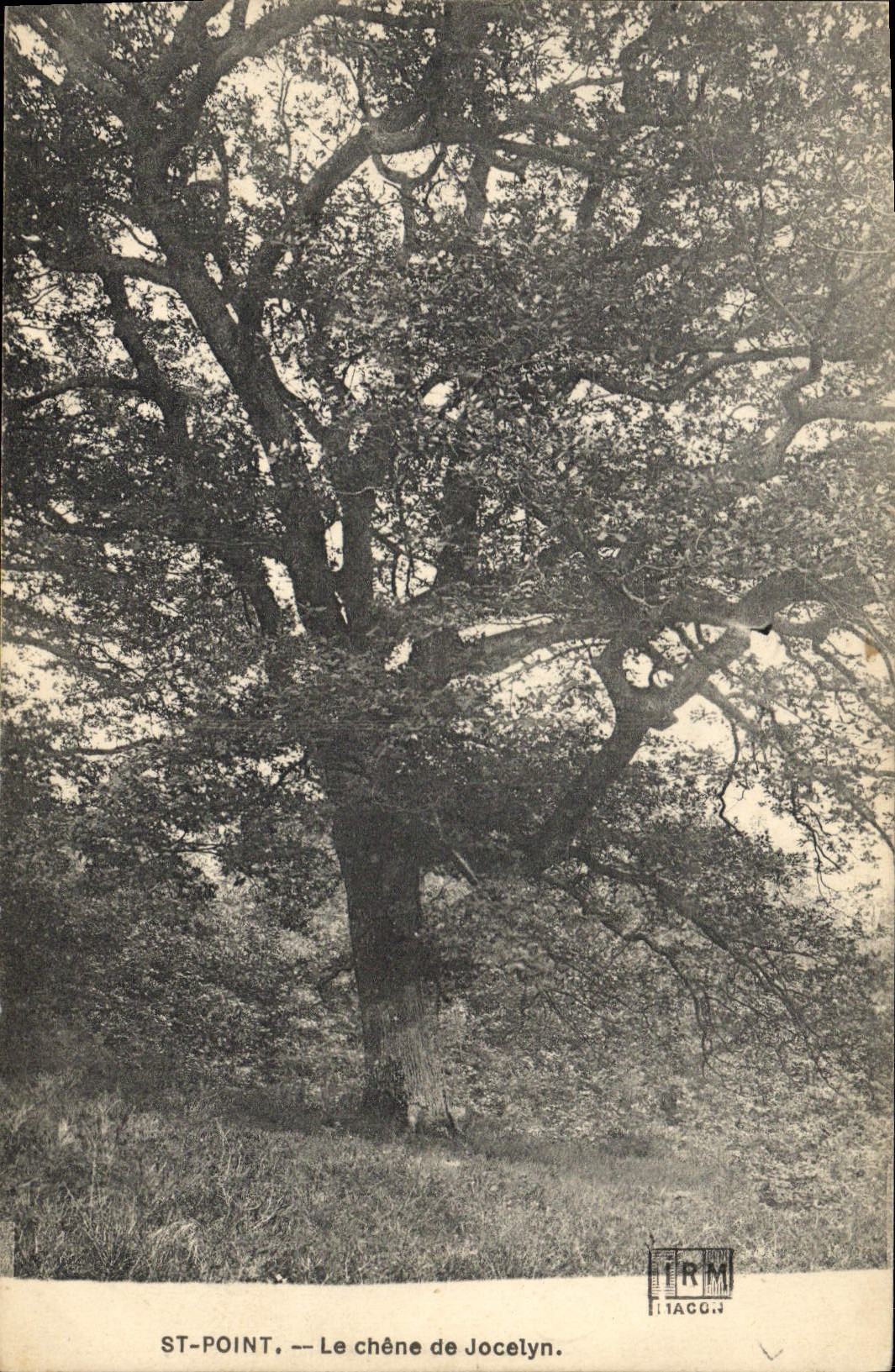 CPA Arbre St Point Le chene de Jocelyn