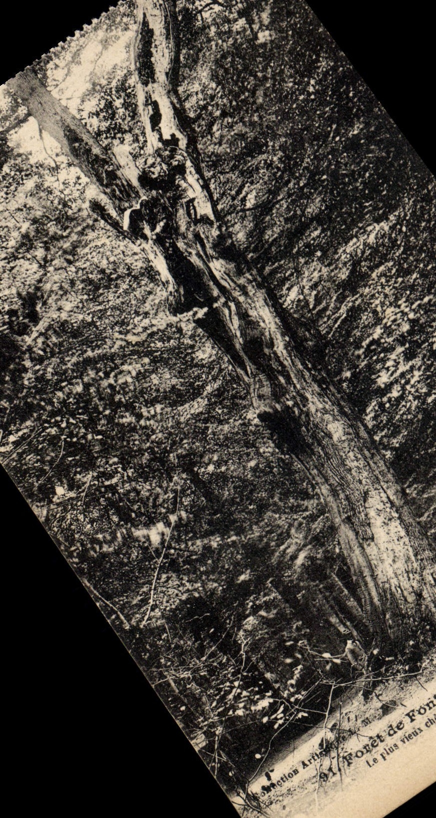 CPA Arbre Foret de Fontainebleau Le Pharamond Le plus vieux chene de la foret