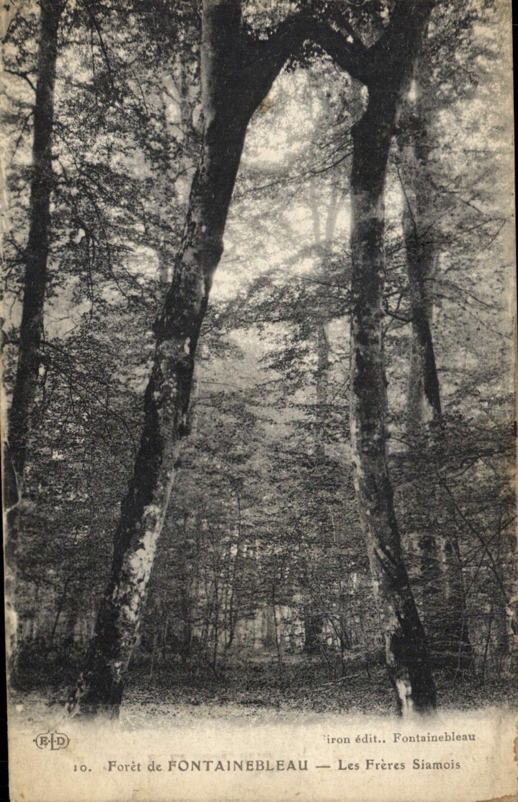 CPA Arbre Foret de Fontainebleau Les freres Siamois