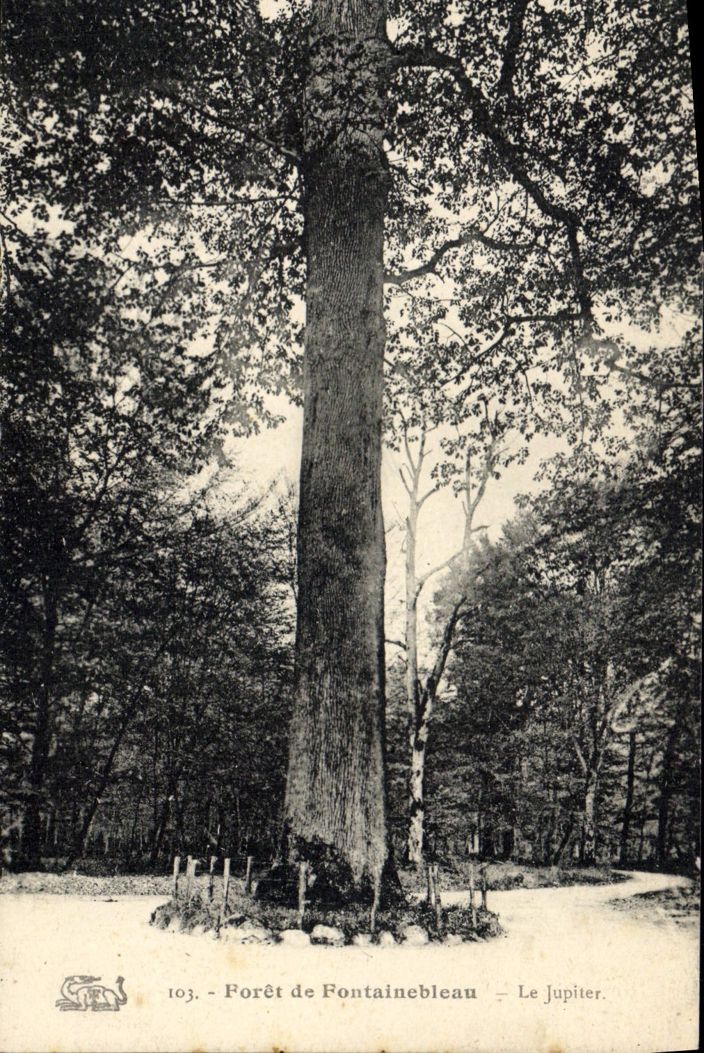 CPA Arbre Foret de Fontainebleau Le Jupiter