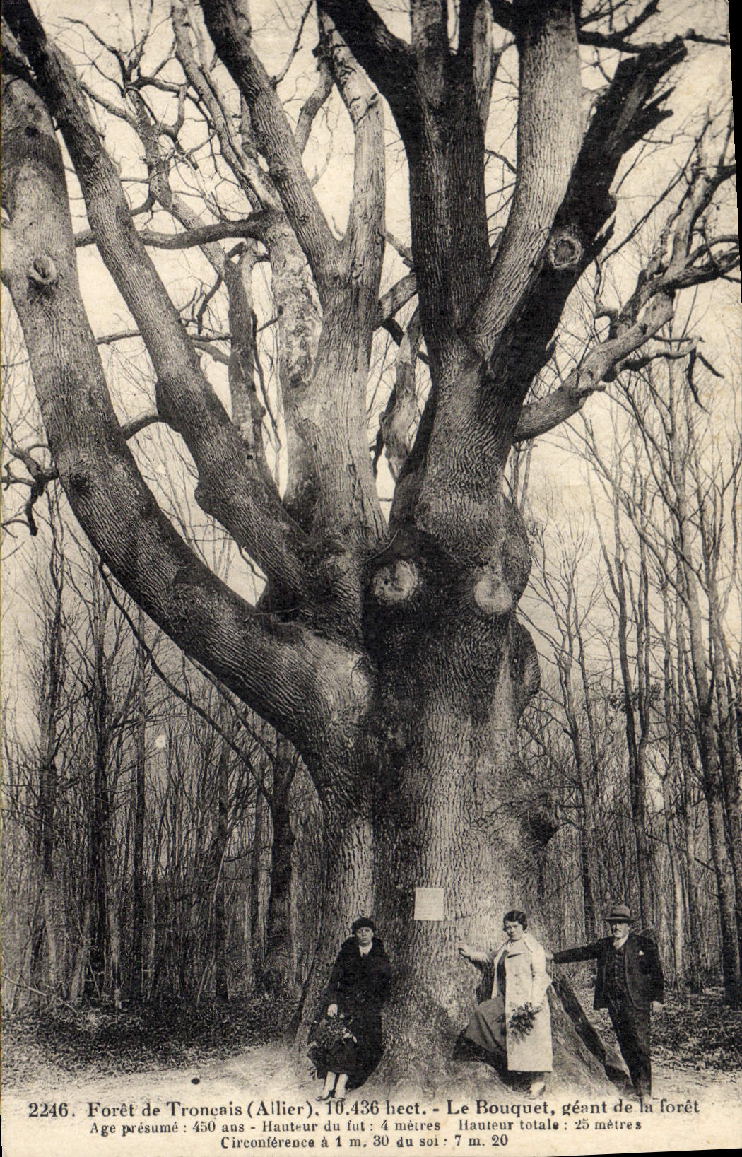 CPA Arbre Foret de Troncais Allier Le Bouquet geant de la foret 