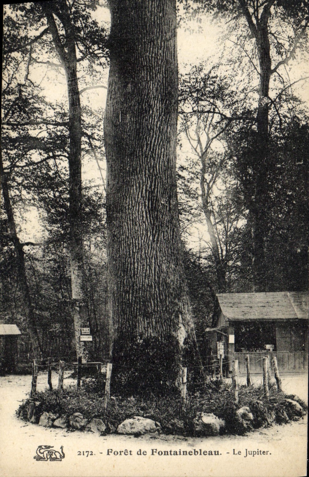 CPA Arbre Foret de Fontainebleau Le Jupiter