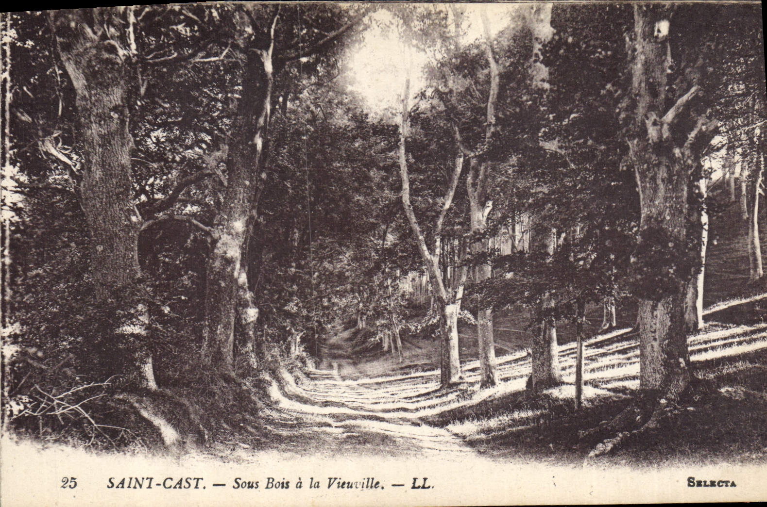 CPA Arbre Saint Cast Sous bois a la Vieuville