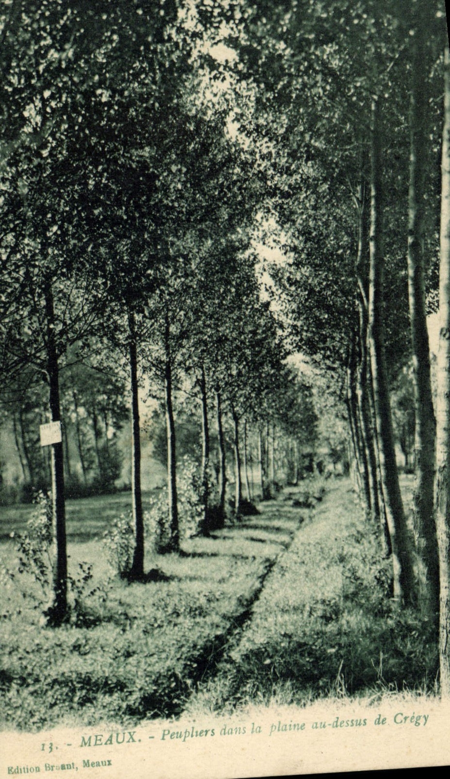 CPA Arbre Meaux Peupliers dans la plaine au dessus de Cregy