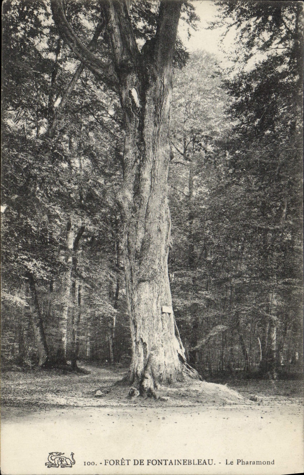 CPA Arbre Foret de Fontainebleau Le Pharamond
