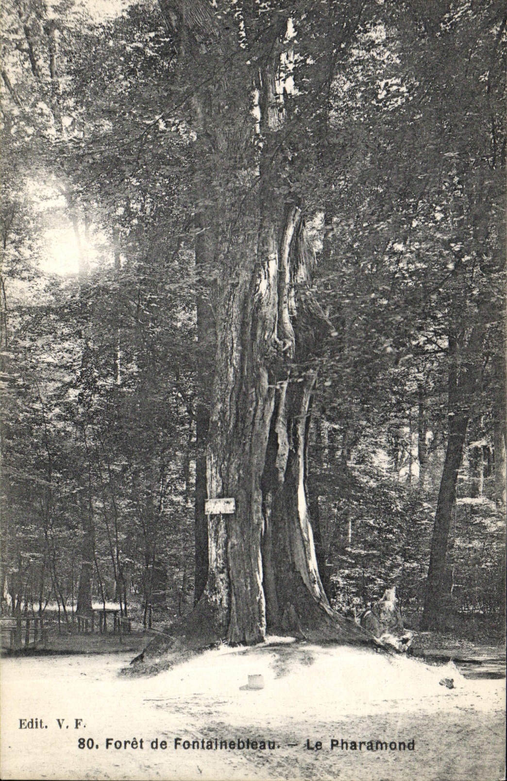 CPA Arbre Foret de Fontainebleau Le Pharamond