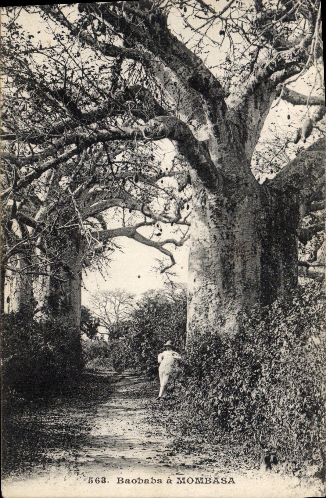 CPA Arbre Baobad de Mombasa