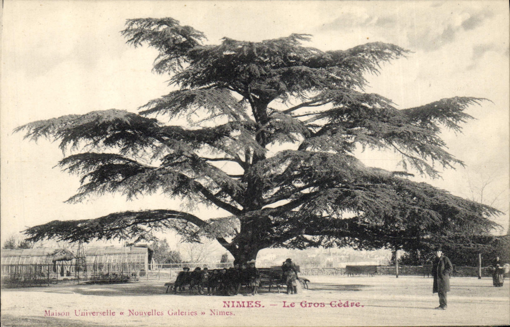 CPA Arbre Nimes Le gros cedre