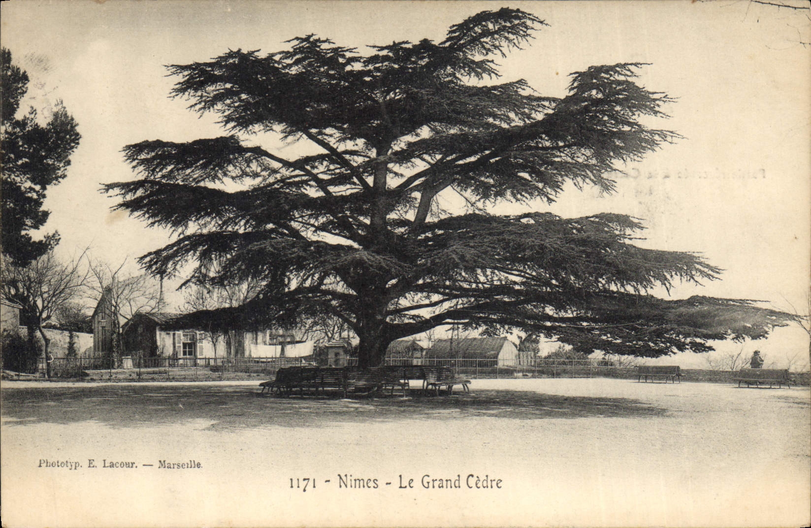 CPA Arbre Nimes Le grand cedre