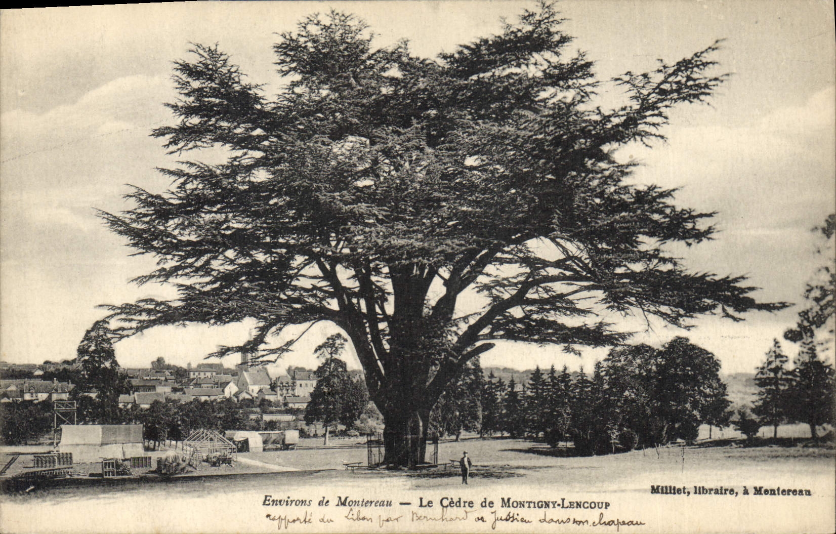 CPA Arbre Environs de Montereau Le cedre de Montigny Leloup