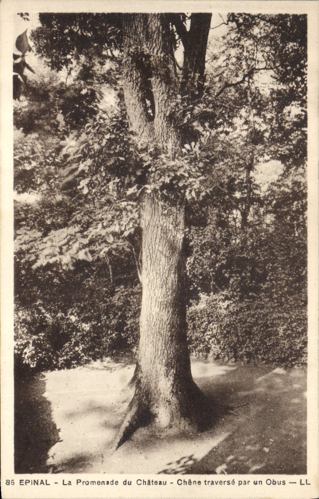 CPA Arbre Epinal La promenade du chateau Chene traverse par un obus