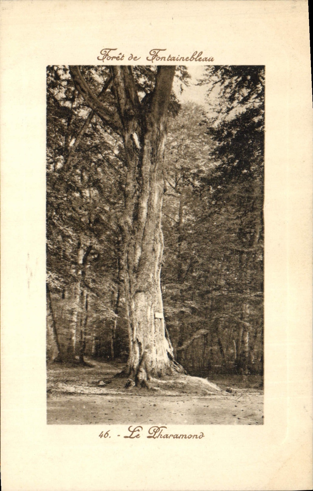 CPA Arbre Foret de Fontainebleau Le Pharamond