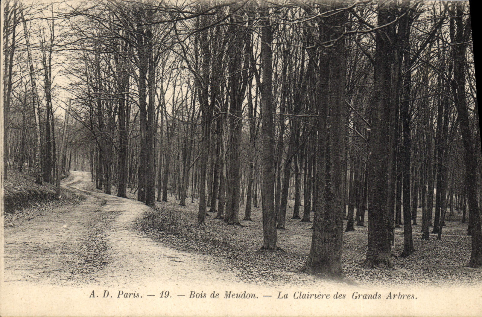 CPA Arbre Bois de Meudon La clairiere des grands arbres