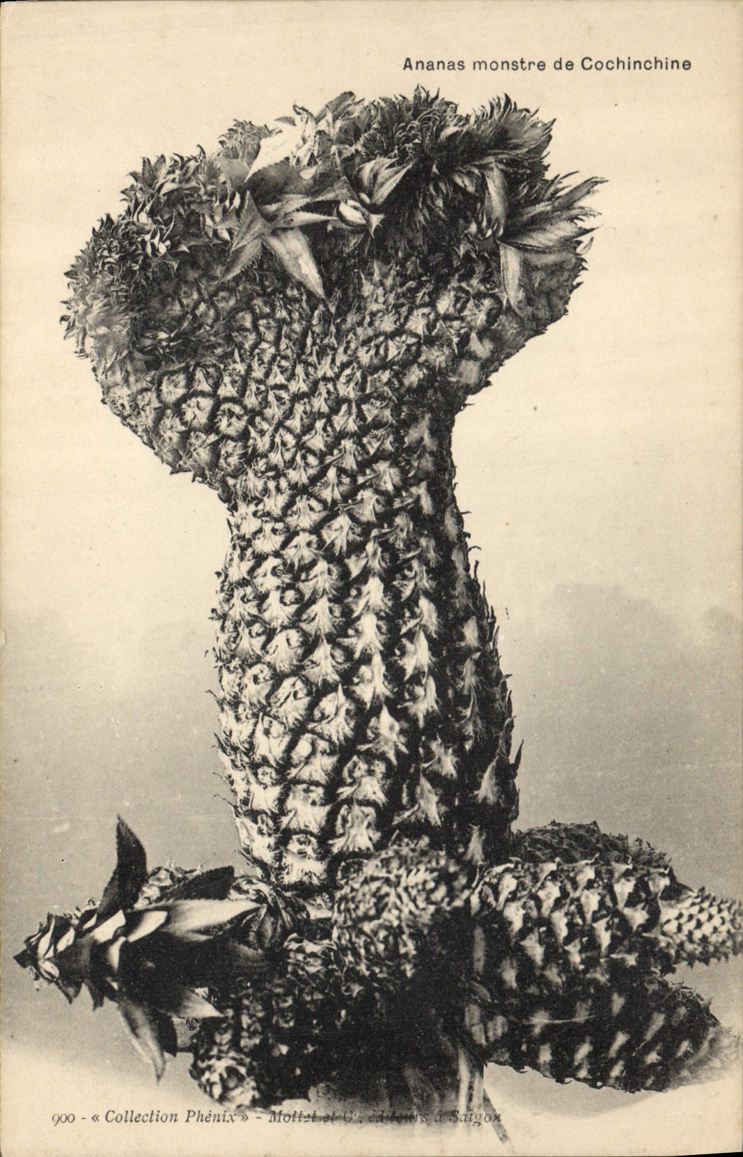 CPA Arbre Ananas monstre de Cochinchine Indochine