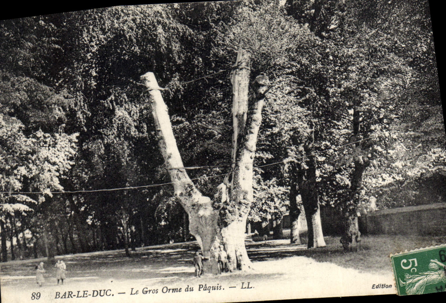 CPA Arbre Bar le Duc Le gros Orme du Paquis