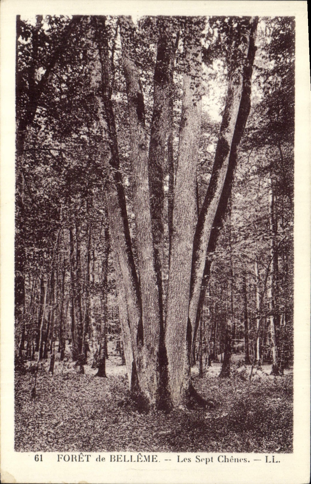 CPA Arbre Foret de Belleme Le sept chenes