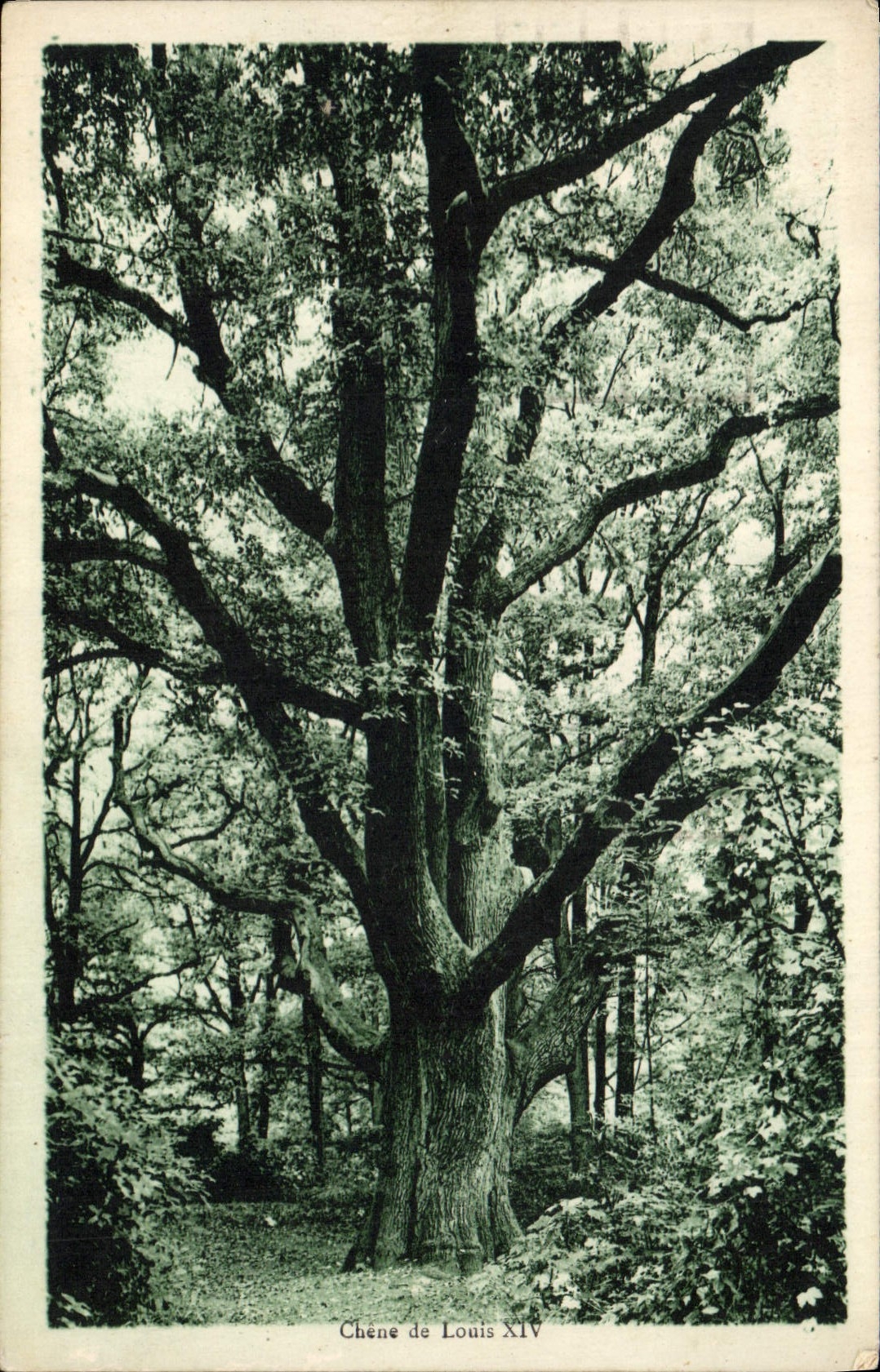CPA Arbre Chene de Louis XIV