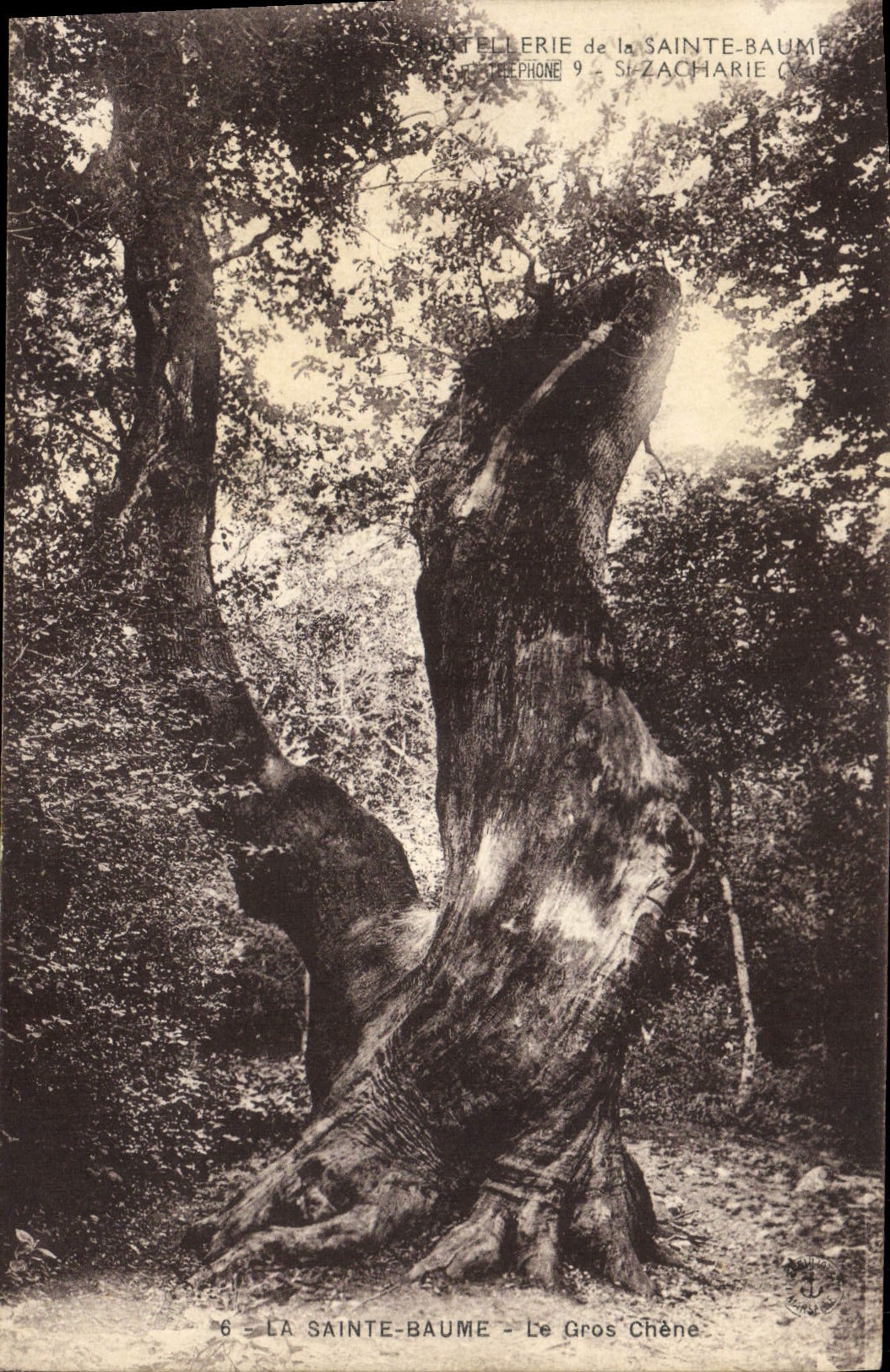 CPA Arbre La Sainte Baume Le gros chene 