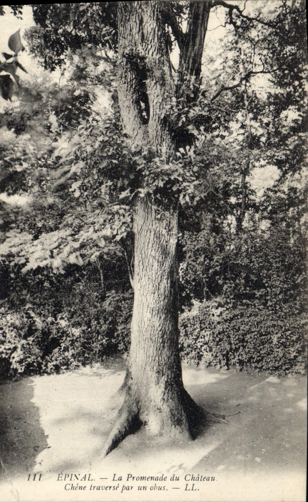 CPA Arbre Epinal La promenade du chateau Chene traverse par un obus