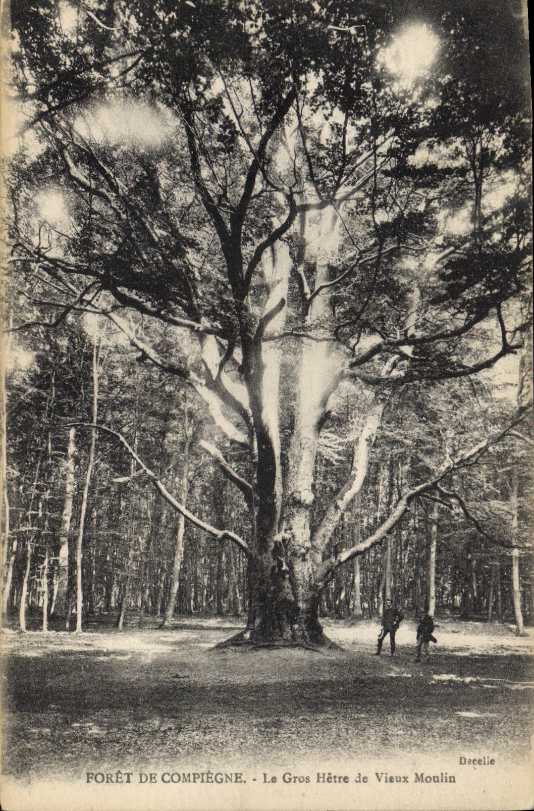 CPA Arbre Foret de Compiegne Le gros hetre de Vieux moulin