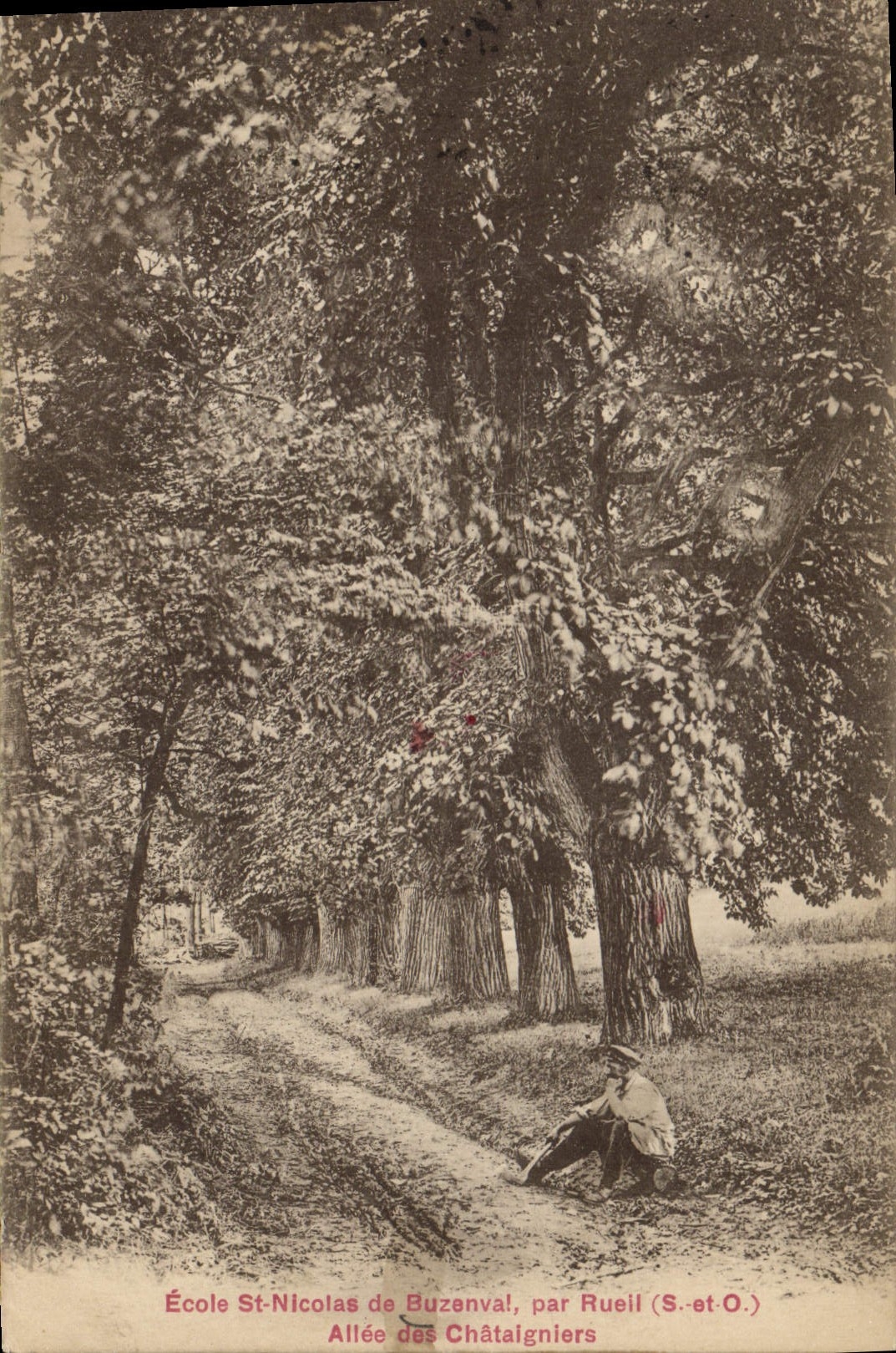 CPA Arbre Ecole St Nicolas de Buzenval par Rueil Allee des Chataigniers