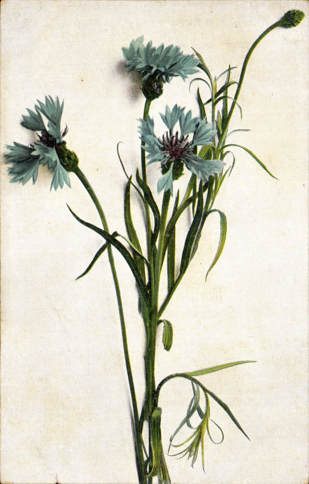 CPA Fantaisie Fleurs 