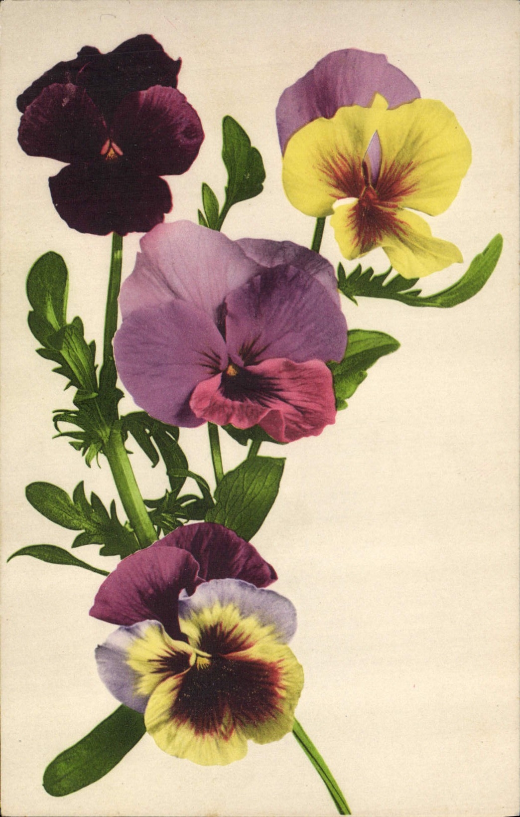 CPA Fantaisie Fleurs 