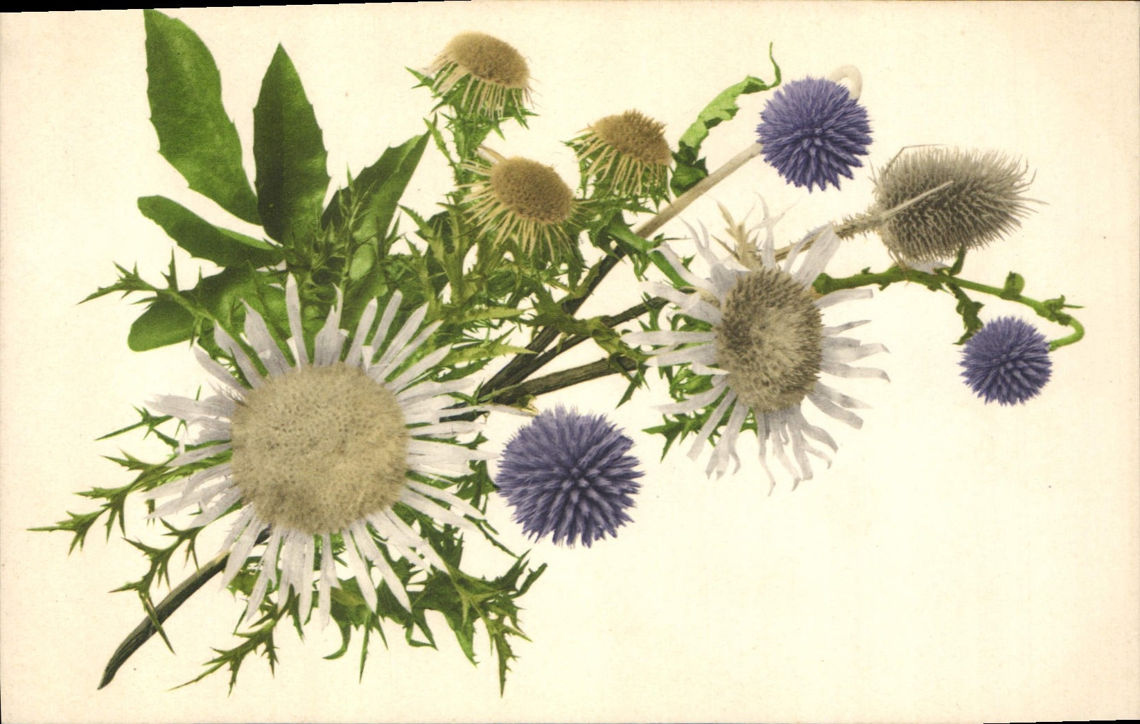 CPA Fantaisie Fleurs 