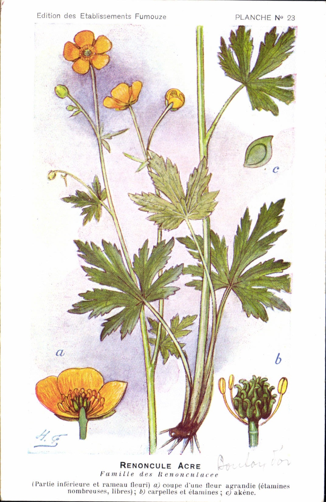 CPA Fantaisie Fleurs REnoncule Acre Famille des Renonculacee