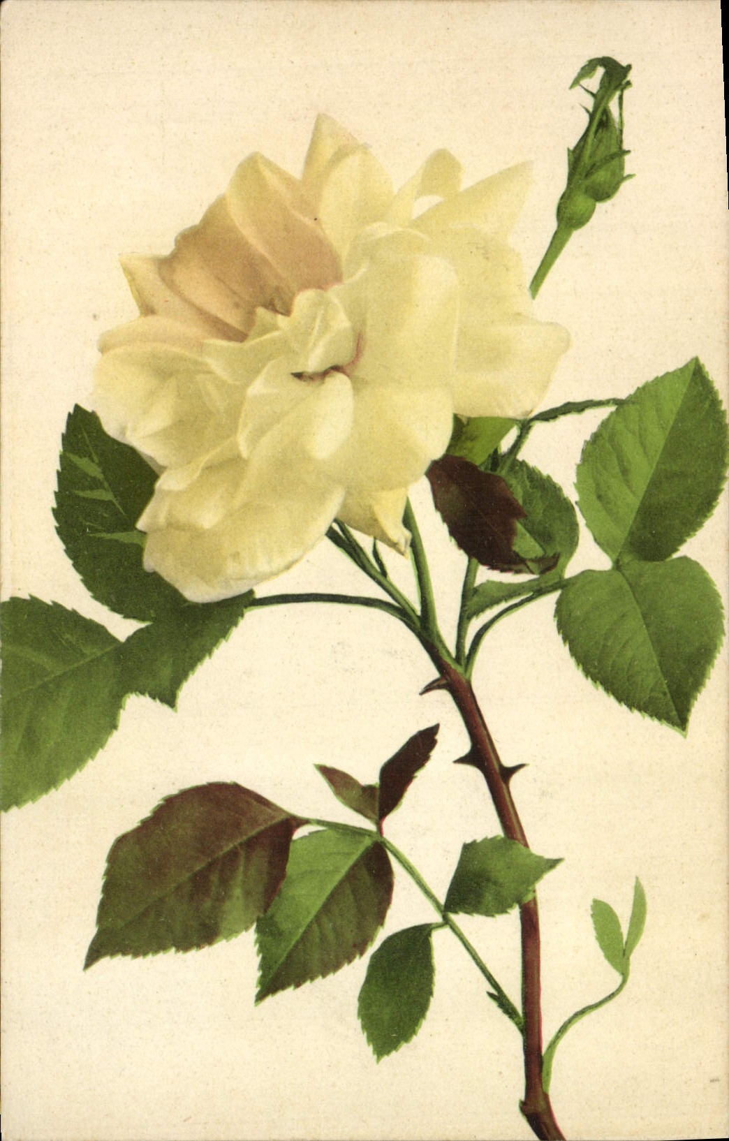 CPA Fantaisie Fleurs 