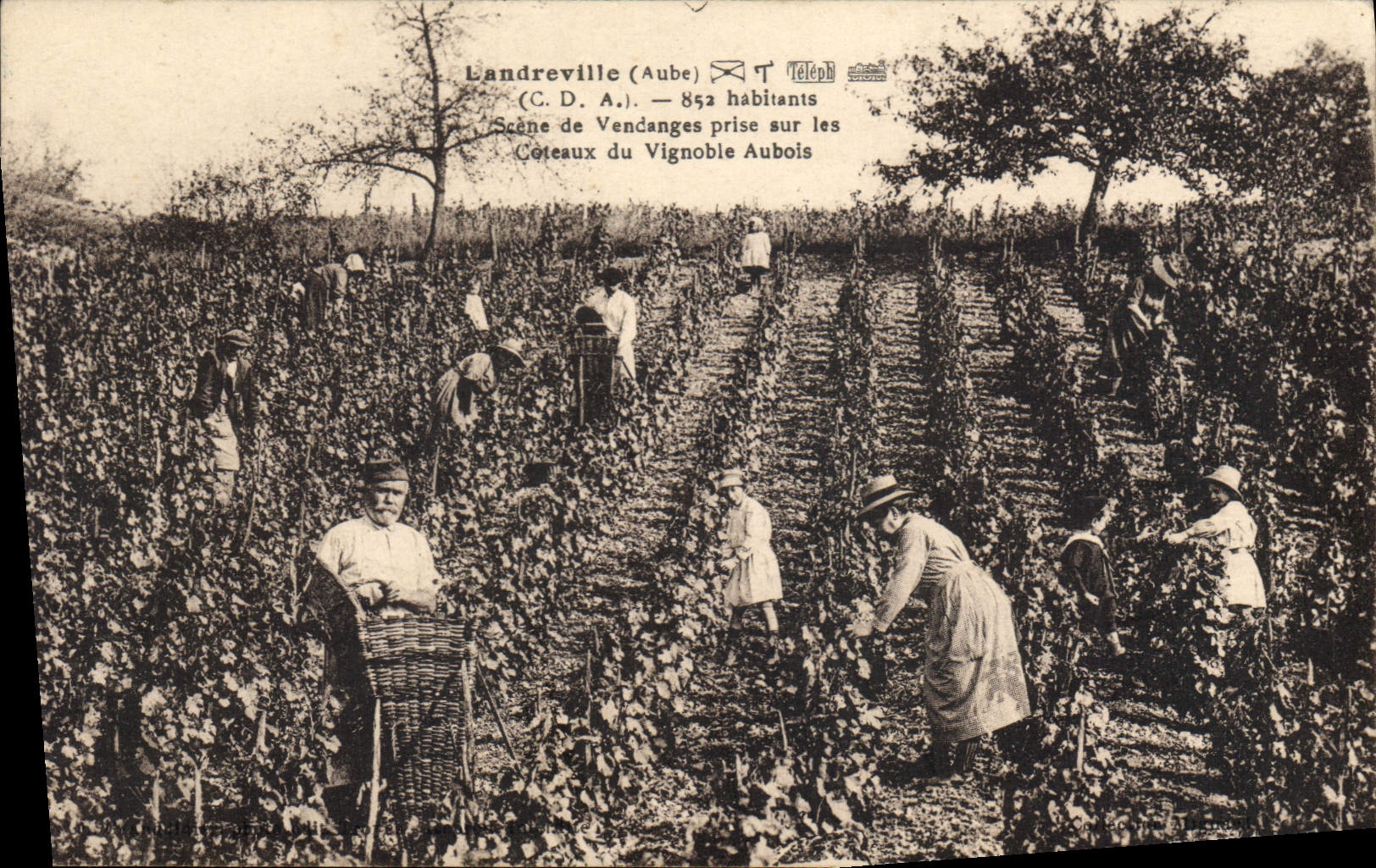 CPA Folklore Vigne Vendanges Landreville Scene de vendanges prise sur les coteaux du vignoble Aubois