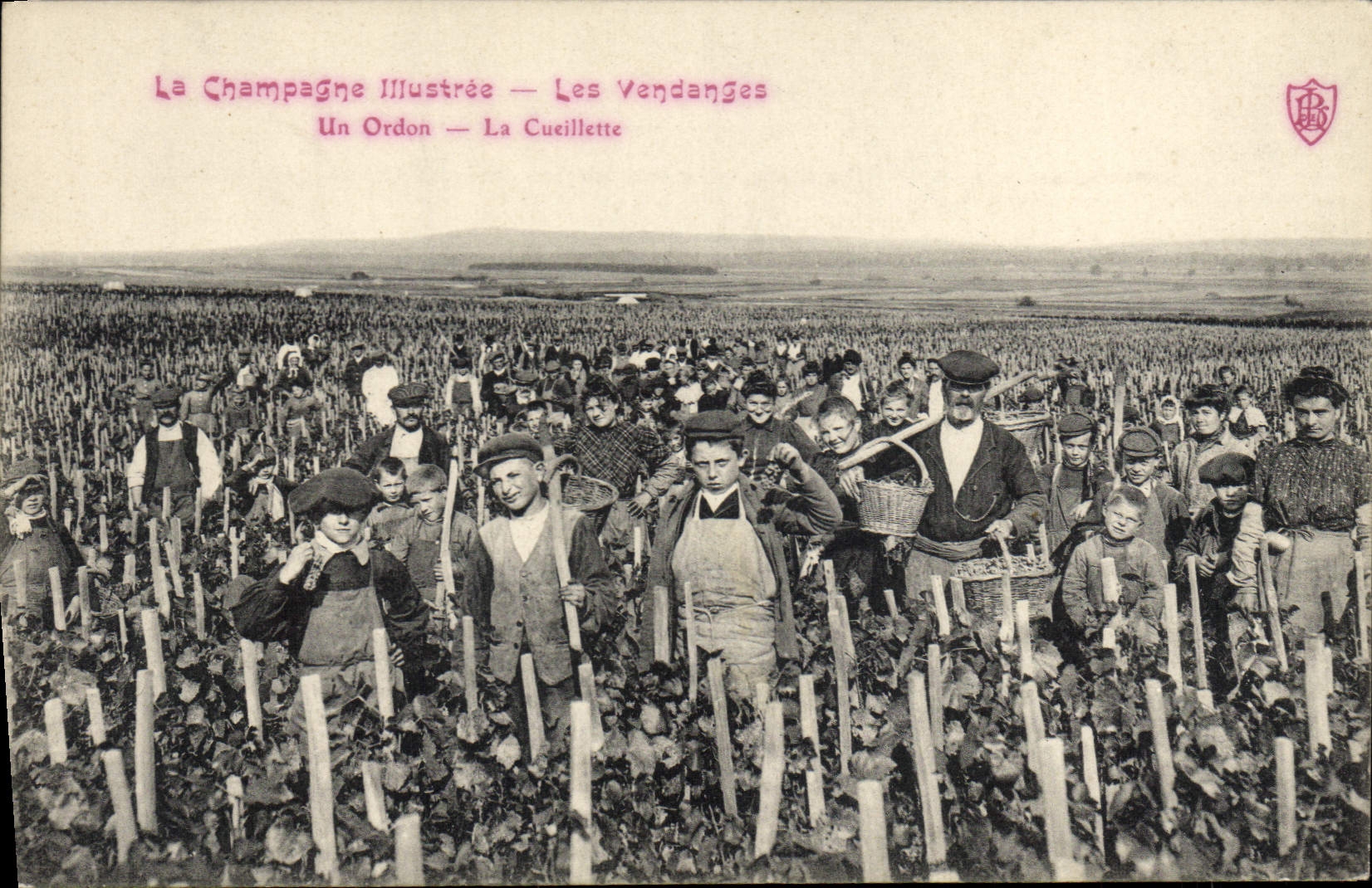 CPA Folklore Vigne Vendanges Un Ordon La cueillette TOP