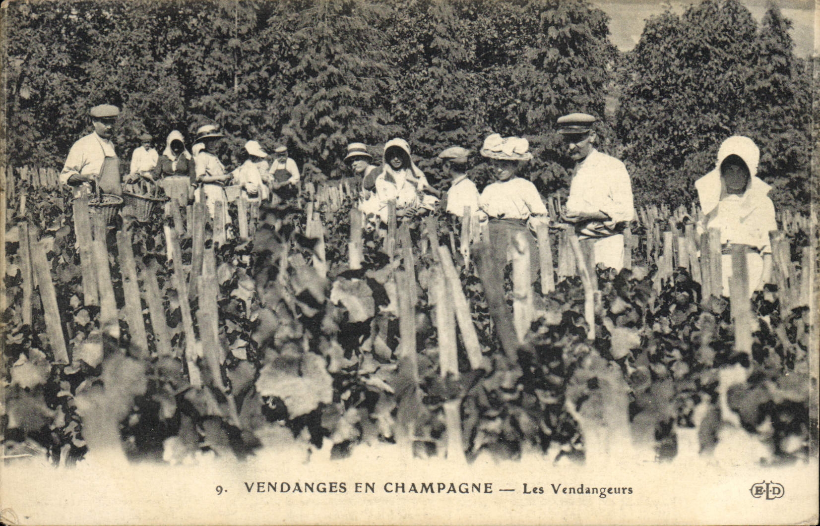 CPA Folklore Vigne Vendanges Champagne Les vendangeurs TOP