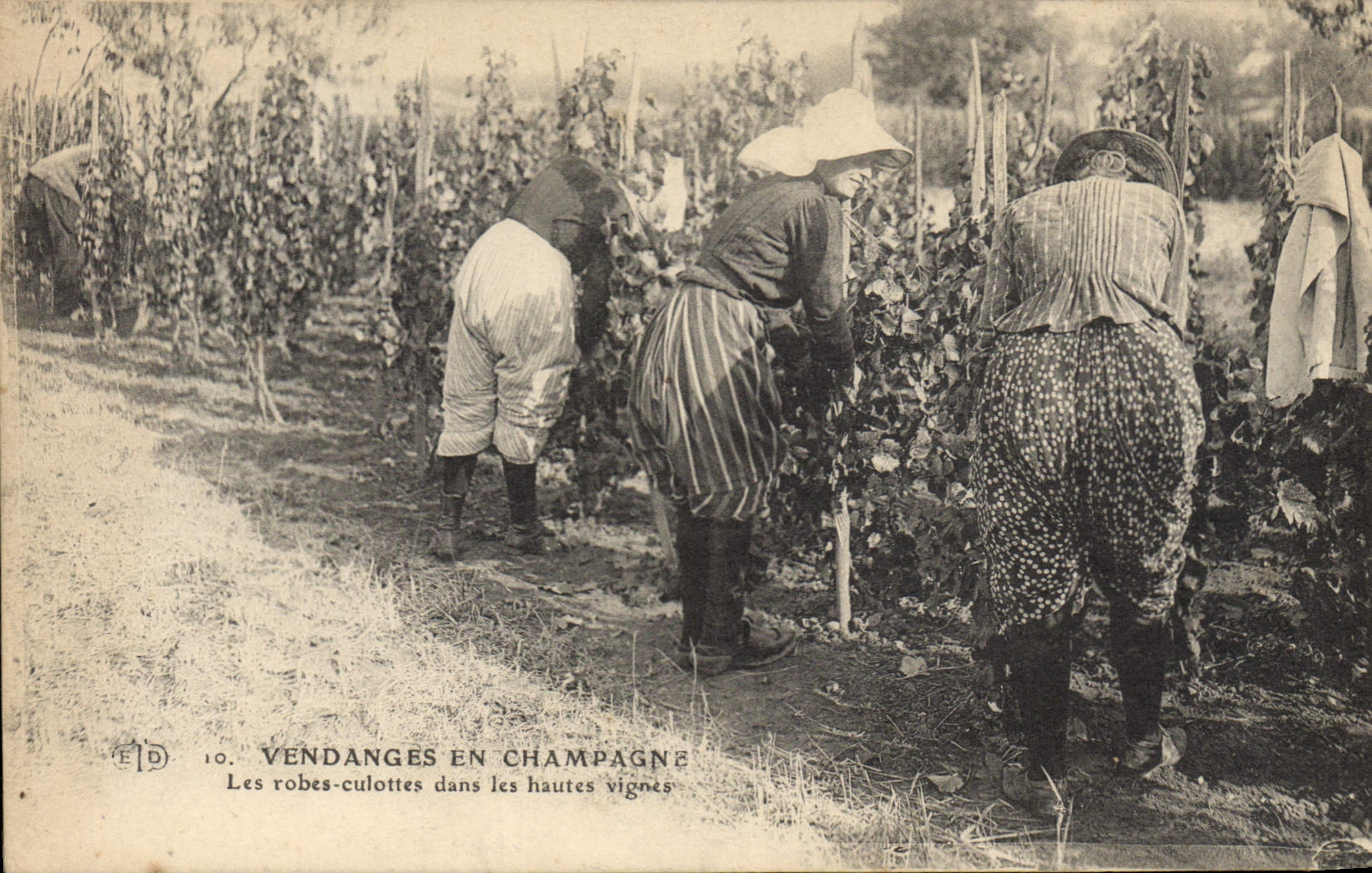 CPA Folklore Vigne Vendanges Champagne Les robes culottes dans les hautes vignes TOP