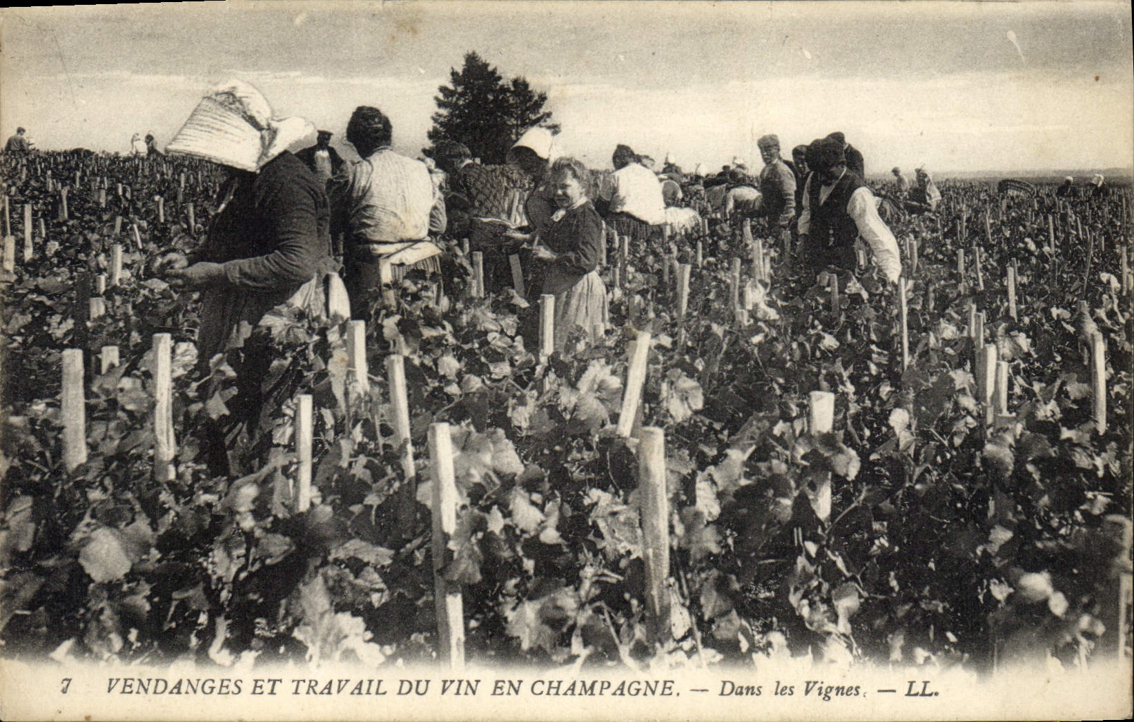 CPA Folklore Vigne Vendanges Champagne Dans les vignes TOP 