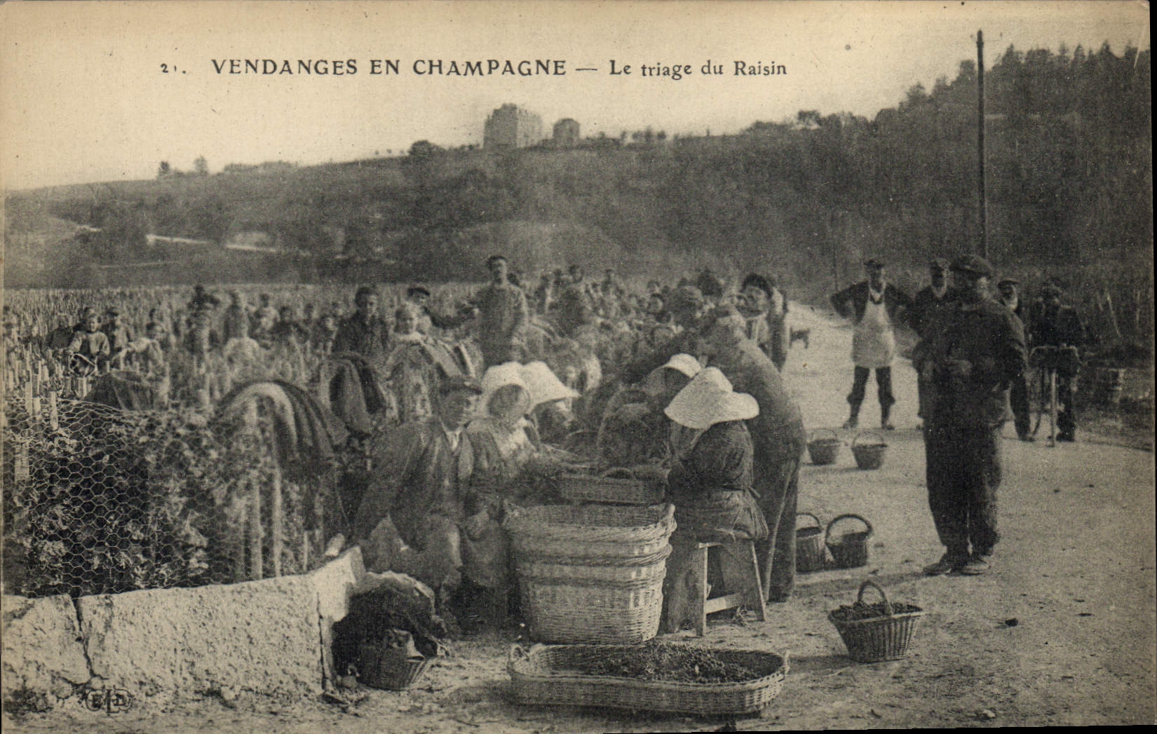 CPA Folklore Vigne Vendanges Champagne Le triage du raisin TOP