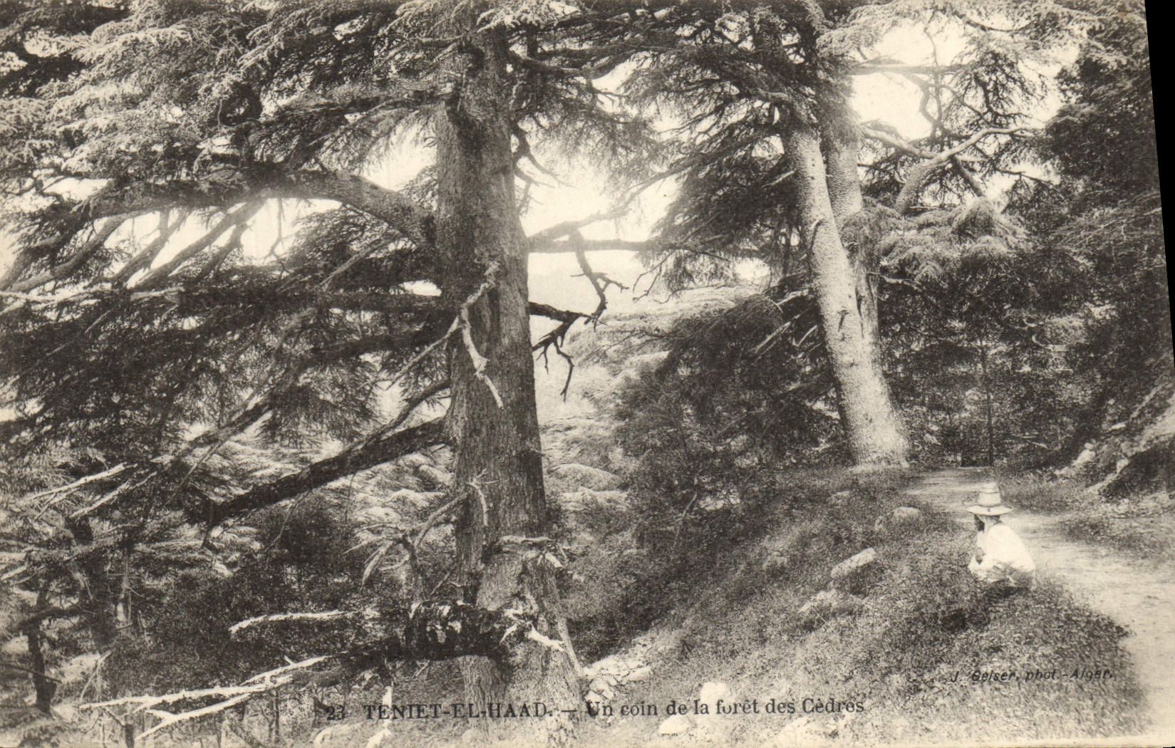 Postal Árbol Teniet EL Haad una esquina del taladro de los cedros