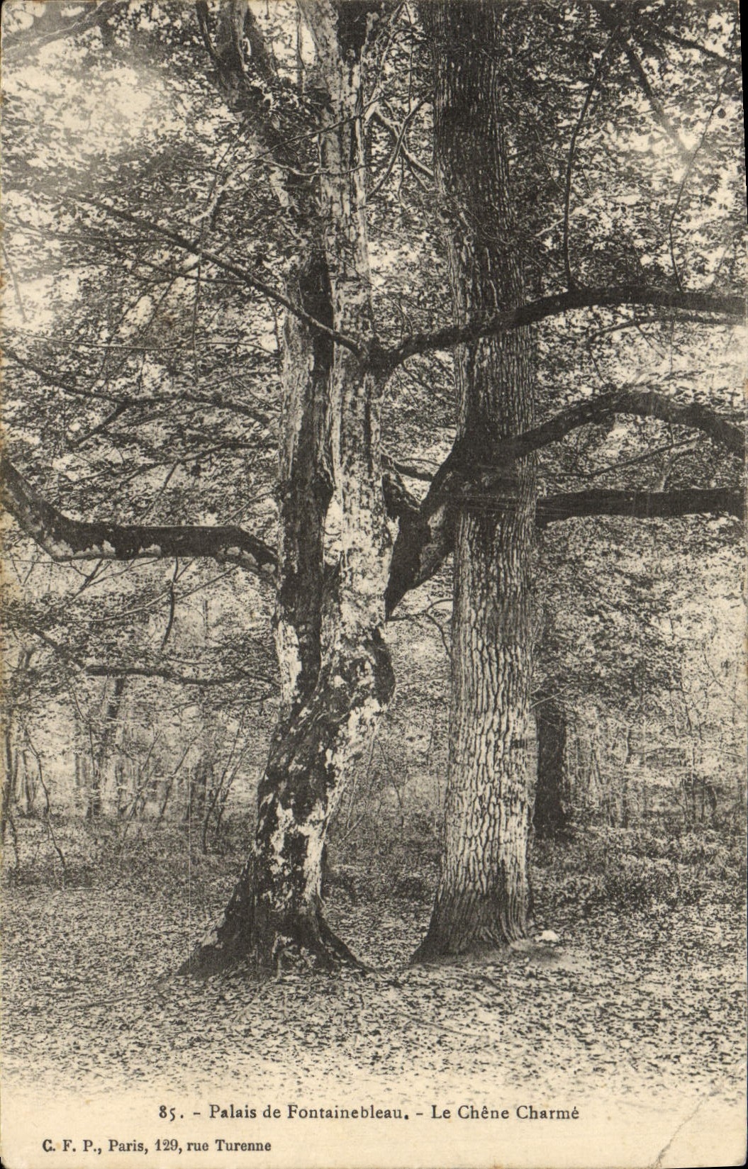 CPA Arbre Palais de Fontainebleau Le chene charme