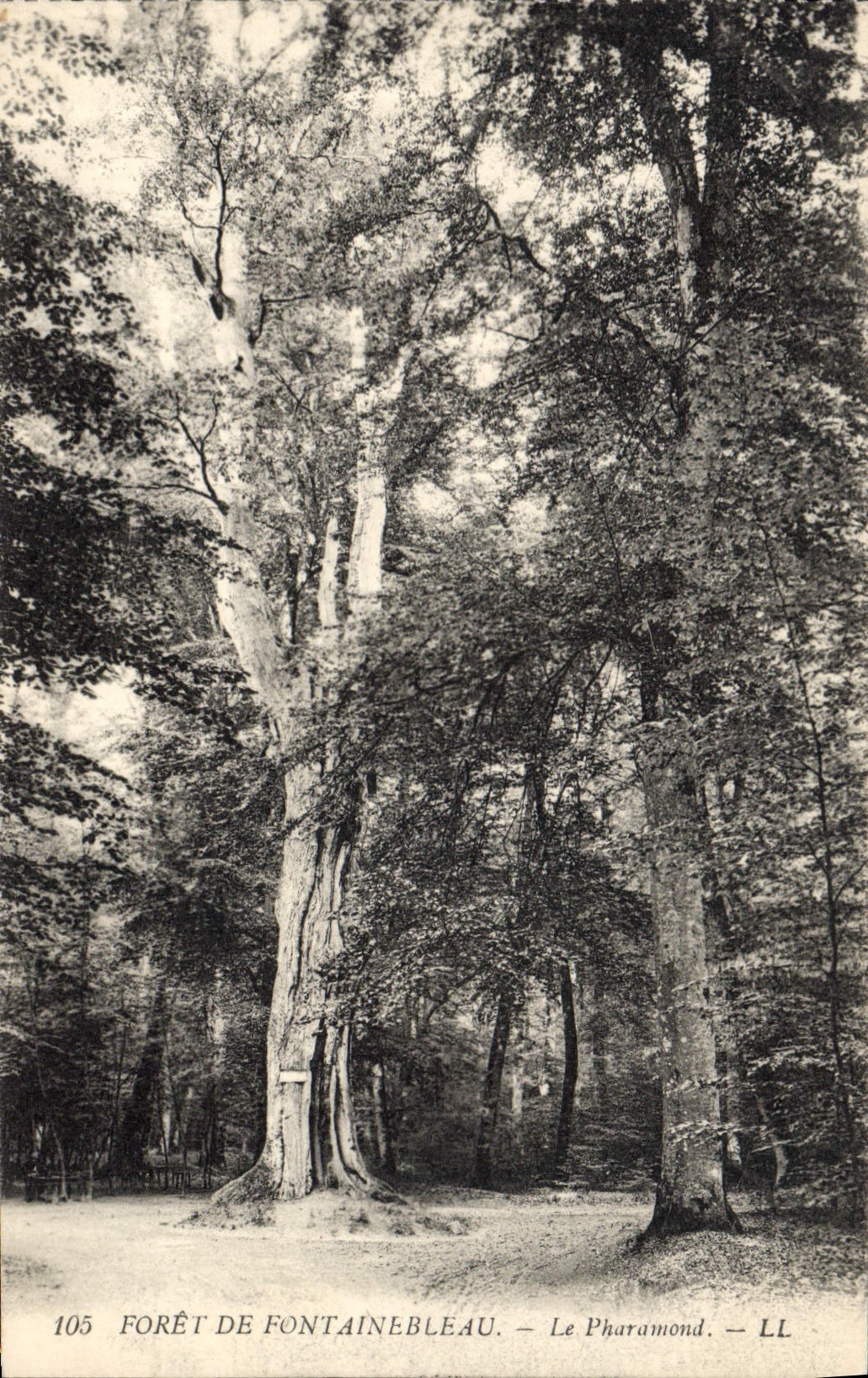 CPA Arbre Foret de Fontainebleau Le Pharamond