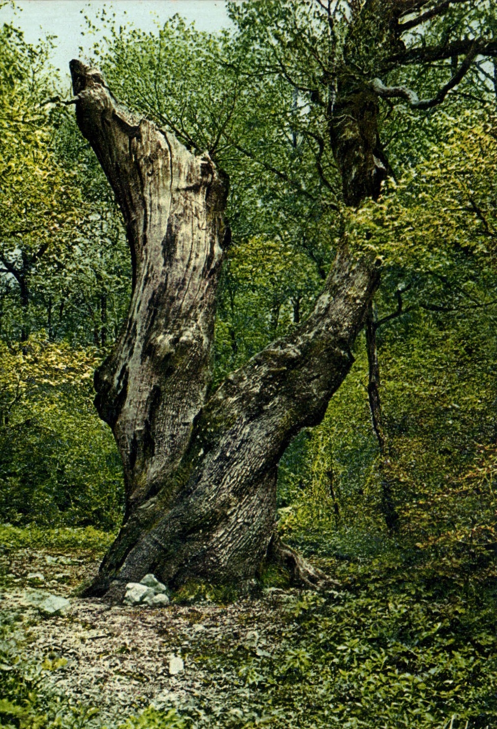 CPA Arbre La Sainte Baume Le grand chene